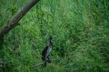 BlueWoods blauw kamperen in het Groene Woud